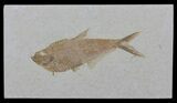 Diplomystus Fish Fossil - Green River Formation #63963-1